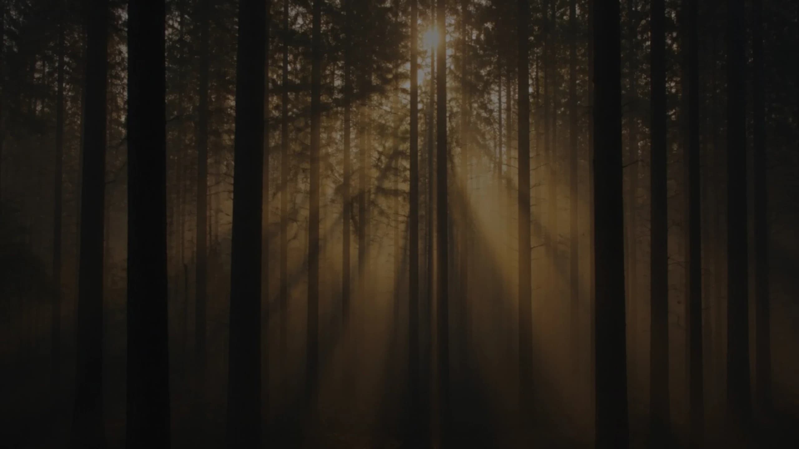Sunlight filtering through a quiet pine forest.
