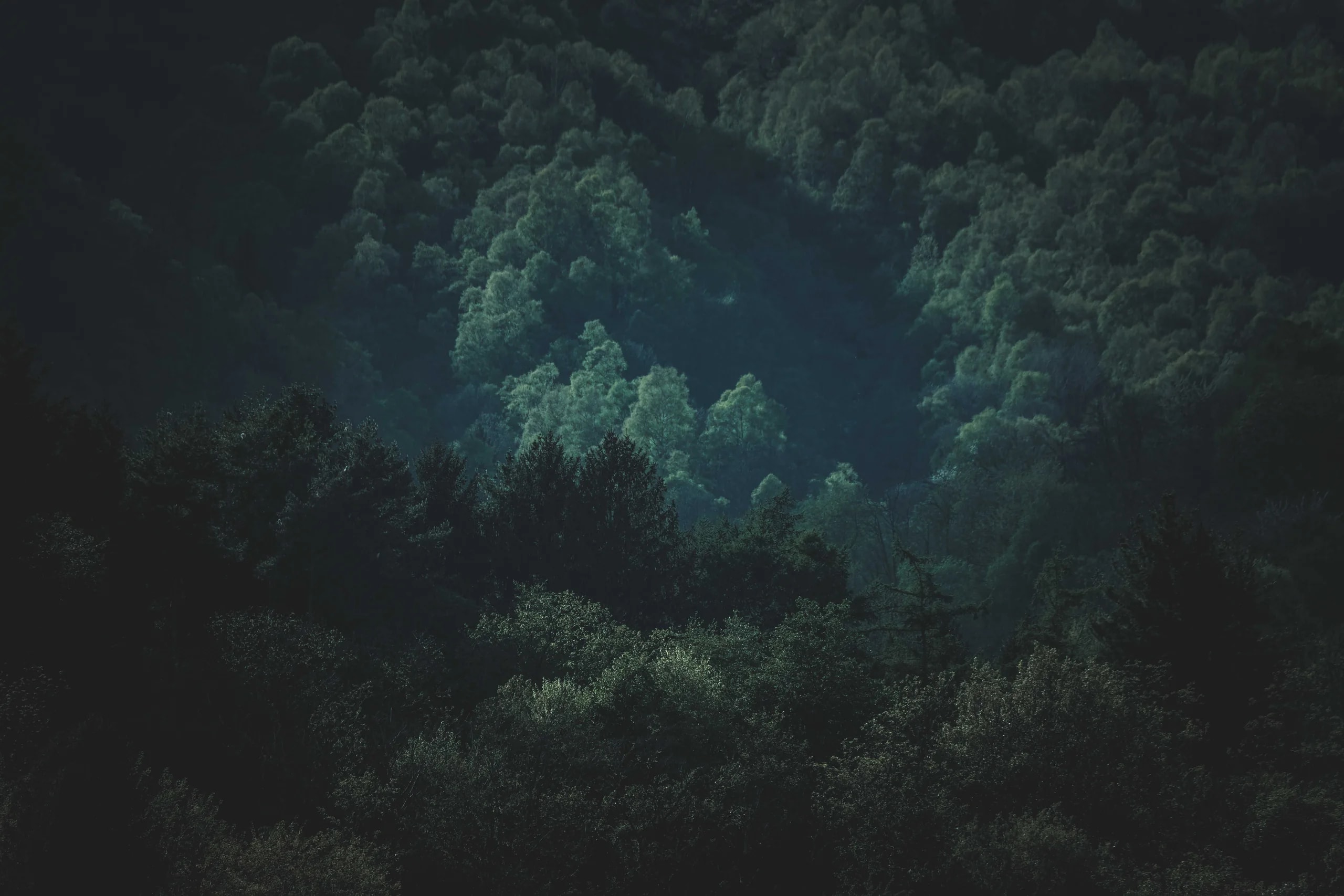A wooded hillside at dusk, layer on layer of canopy fading into the shadow of the valley.