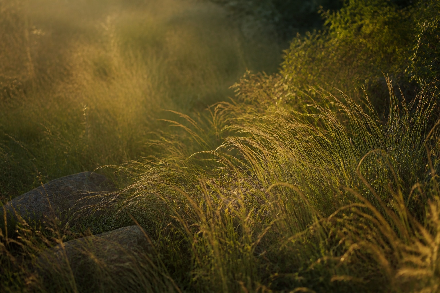 Grasses and rocks in warm evening light.