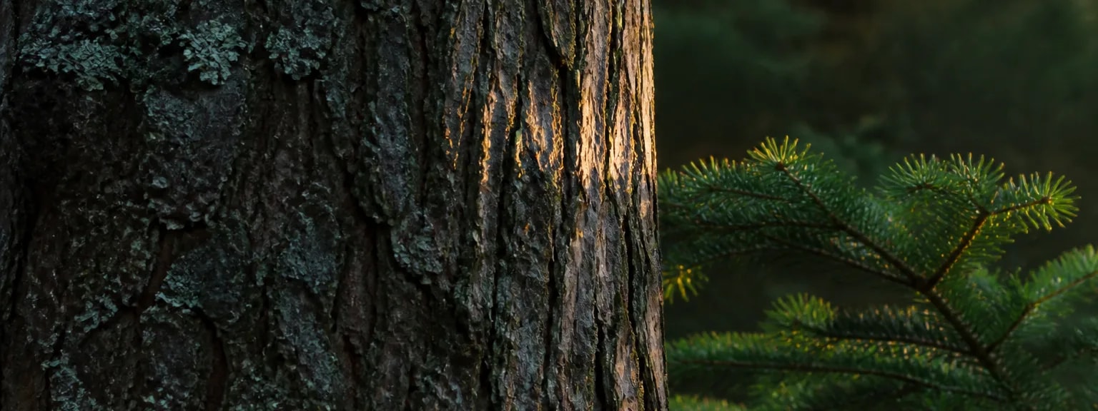 Close bark of a conifer, deep vertical fissures in low side light.
